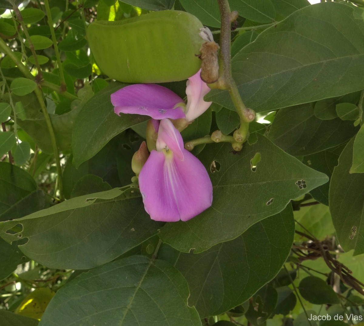 Canavalia africana Dunn